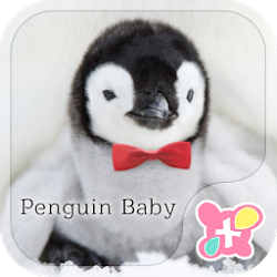 無料壁紙-ペンギンの赤ちゃん-かわいいきせかえ・アイコン