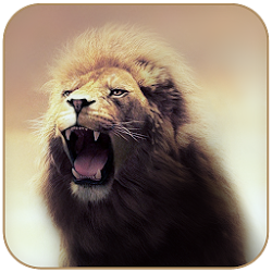 野生のライオンのテーマ
